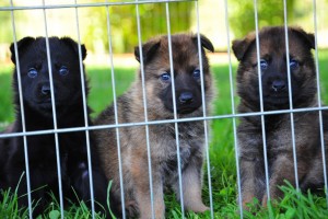 German Shepherd Puppy