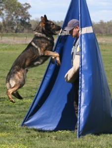 Bruno performing his hold and bark in the blind during protection.