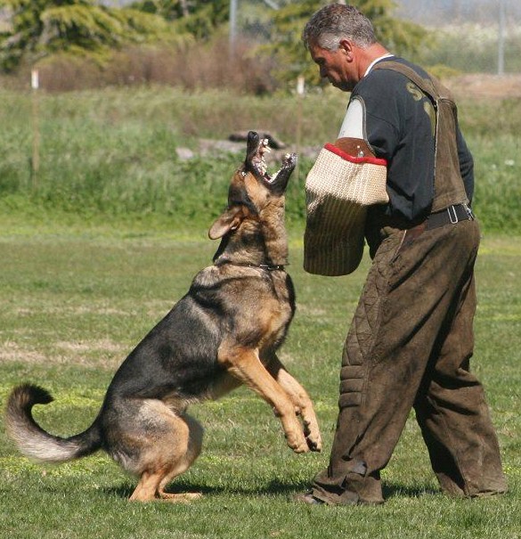 what makes a good guard dog