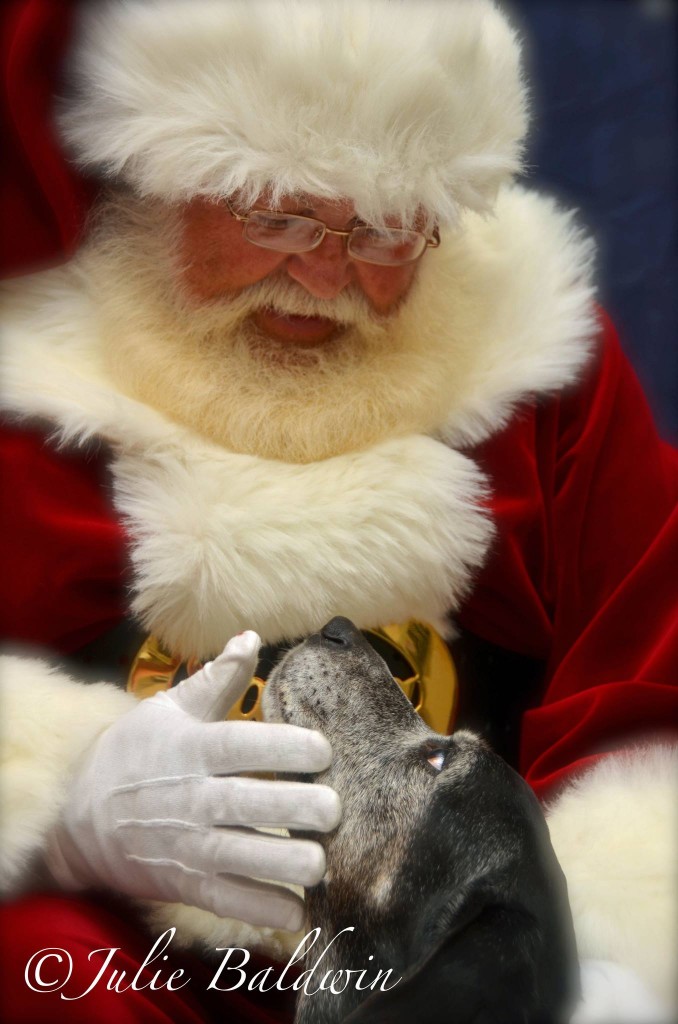 Old dog, old friend. Santa knows: dogs are a long-term commitment.