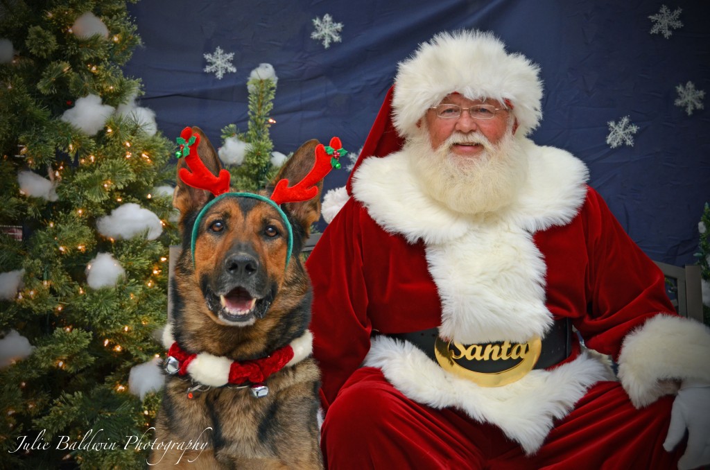 The versatile German Shepherd Dog: companion, protector, and now, one of Santa's reindeer!