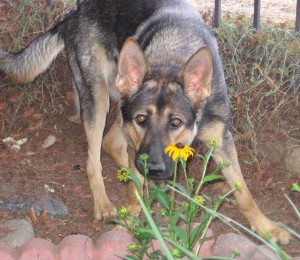 Axelflower1 - German Shepherd Protection Dogs for Sale