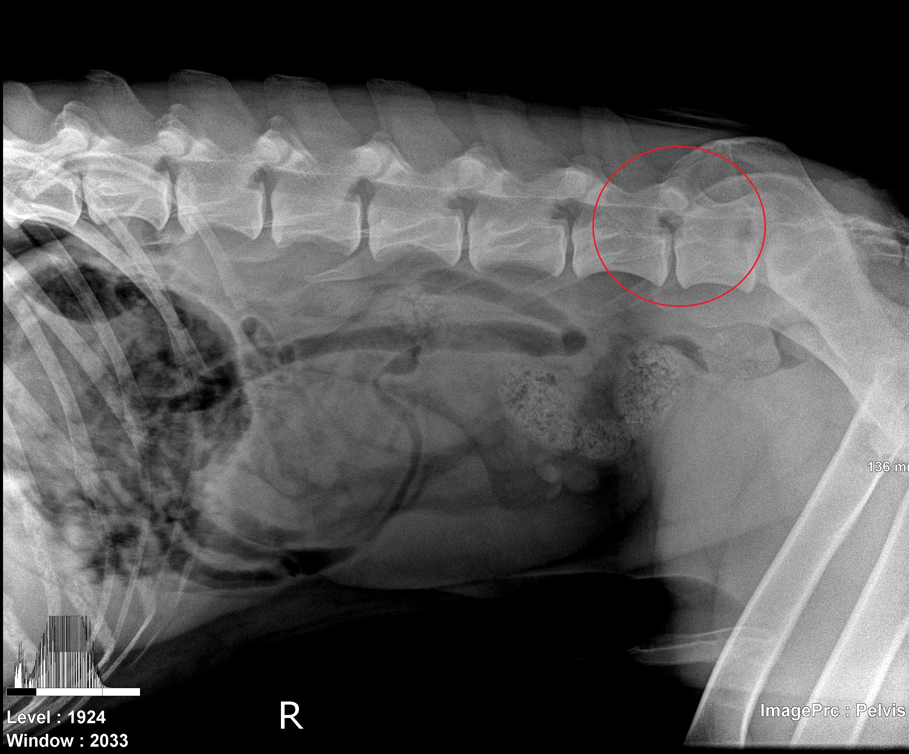 cauda equina syndrome in dogs