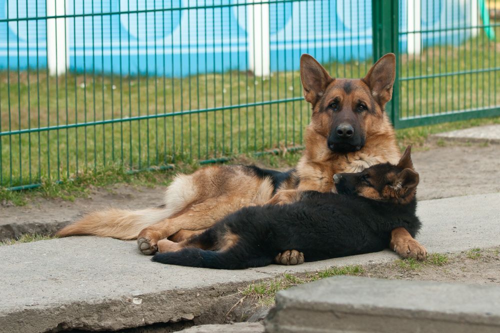 Animal control mercedes texas #7